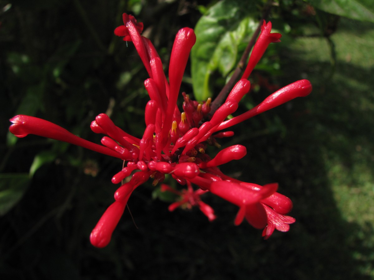 grevilea1