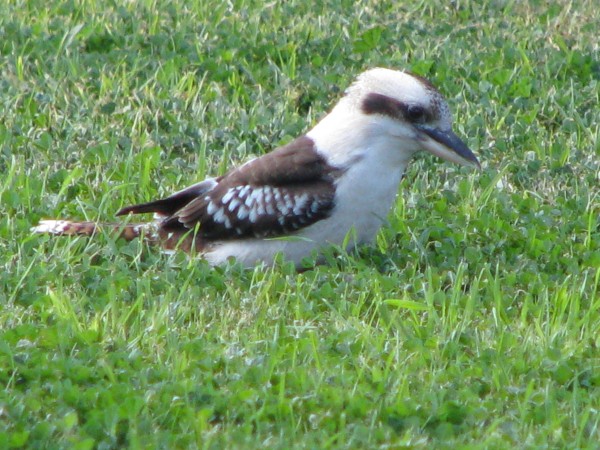 kookaburra 2