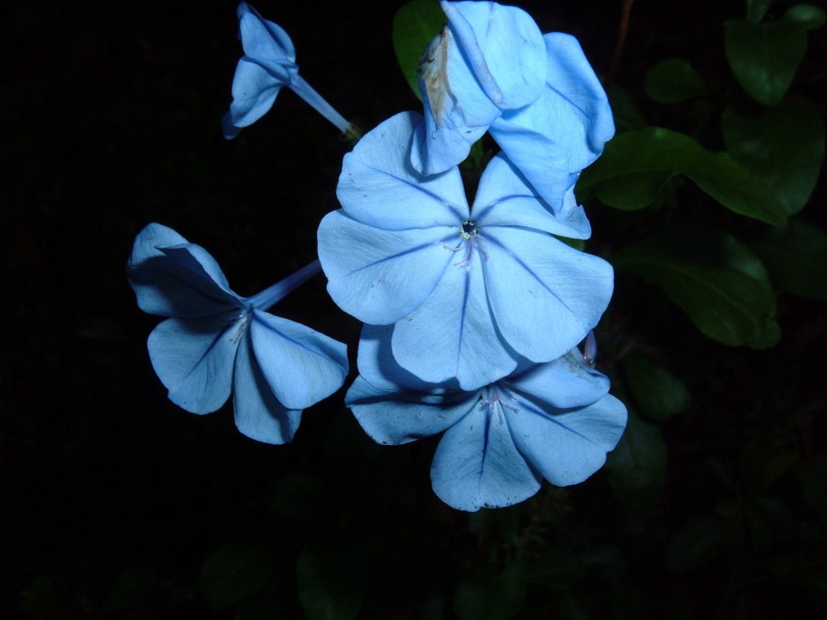 plumbago