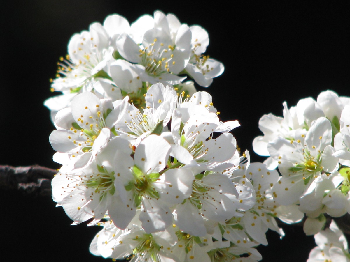 plumblossom2