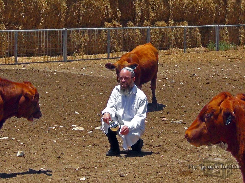 red heifer rabbi small