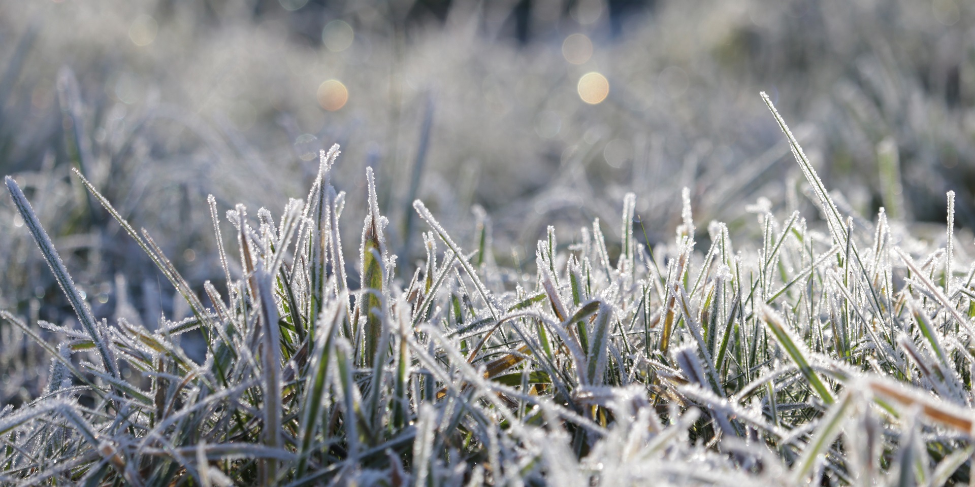 sunlight reflect on frost covered grass 1930709388