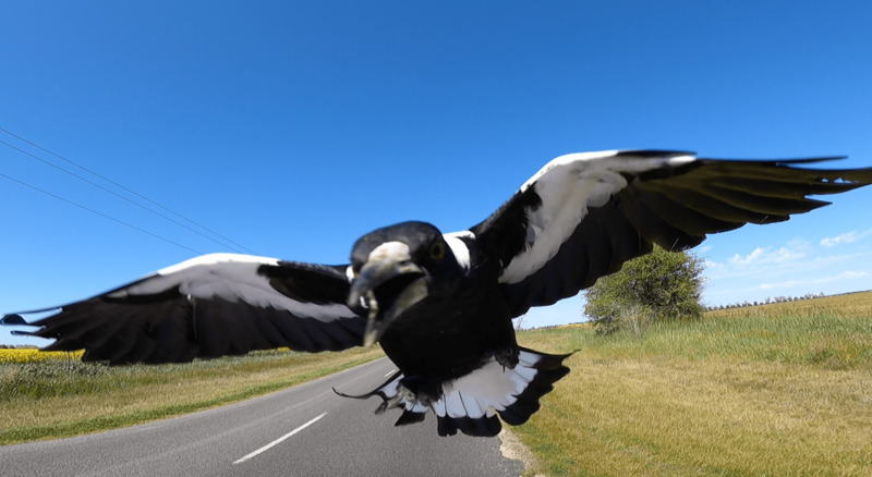 swooping magpie